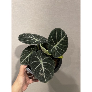 Alocasia Black Velvet ใบกลม (ninja)