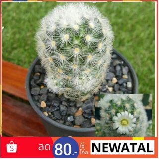 สินค้า Cactus แคคตัส กระบองเพชร mammillaria caminae