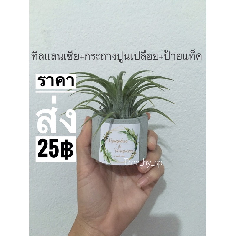 ของชำร่วยต้นไม้-ป้ายแท็ค