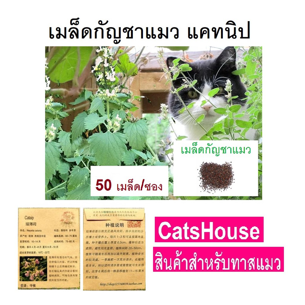 ภาพสินค้าเมล็ดต้นกัญชาแมว Nepeta Cataria catt66 จากร้าน beautymarina001 บน Shopee ภาพที่ 1