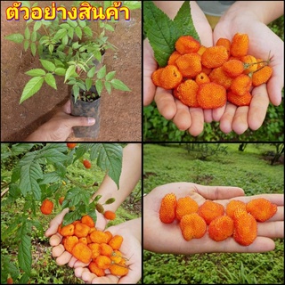 (1ต้น)(vาย ต้นพันธุ์) ต้น ราสเบอรี่ พันธุ์ นาทริฟ raspberry ต้นราสเบอร์รี่ ไร่อิงดาว