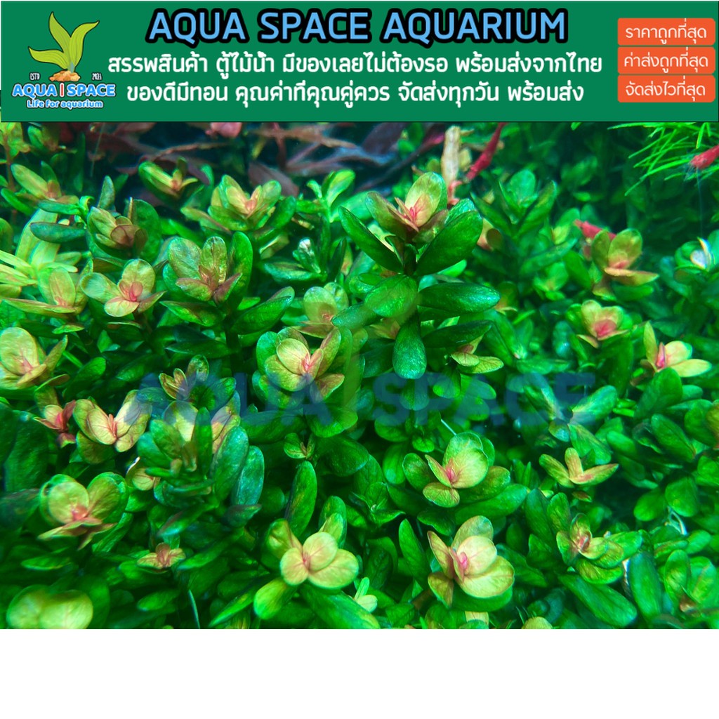 rotala-indica-bonsai-ก้านธูปเขียว-กลางตู้-หลังตู้-พรรณไม้น้ำ-ต้นไม้น้ำ-ตู้ไม้น้ำ-ไม้ข้อ-ไม้เขียว-ไม้แดง