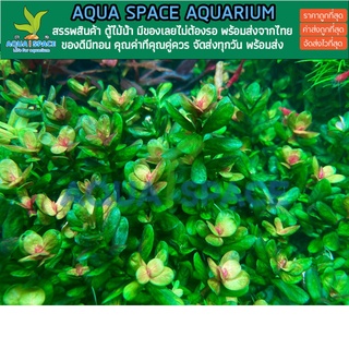 Rotala indica Bonsai  ก้านธูปเขียว กลางตู้ หลังตู้ พรรณไม้น้ำ ต้นไม้น้ำ ตู้ไม้น้ำ ไม้ข้อ ไม้เขียว ไม้แดง