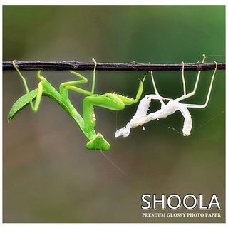 SHOOLA กระดาษโฟโต้ หนา 210 แกรม แบบมันวาว พิมพ์ 1 หน้า กันน้ำ 4800DPI ...
