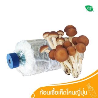 ก้อนเชื้อ เห็ด โคน ญี่ปุ่น ORGANIC 100% by Fresh&Friendly Farm เห็ดโคนญี่ปุ่น