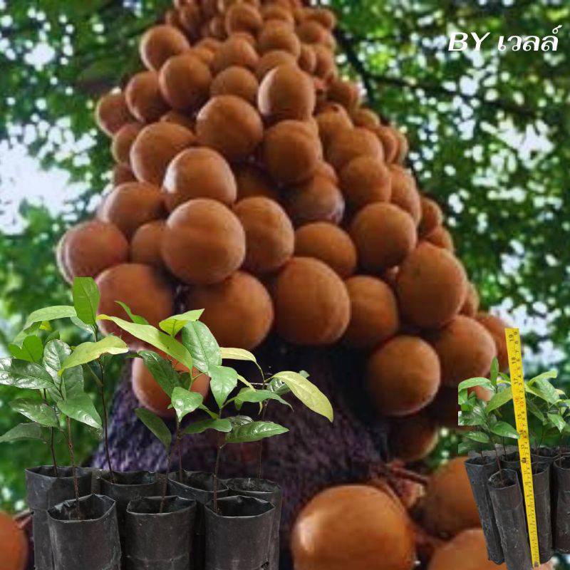 คีเปล-size-ใหญ-อายุ-1-5-ปี-ความสูง-50-cm-ลำต้นใหญ่-แตกกิ่งก้านใบเยอะ-พร้อมปลูกลงดิน-โตไวแน่นอน-เข่ง-36xย36xส32