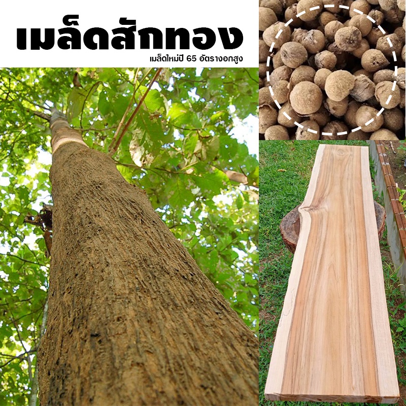 เมล็ดสักทอง-เมล็ดใหม่-อัตรางอกสูง-บรรจุ-10-50-เมล็ด