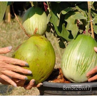 （เมล็ดพันธุ์ ถูก คละ）เมล็ดมะเขือยักษ์ 3แบบ  ปลูกง่าย รสหวาน  ผลใหญ่มากเป็นกิโล IFQG
