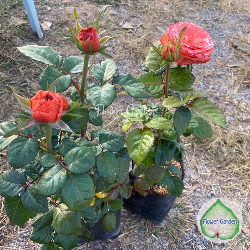 flower-garden-f482-กุหลาบ-kahala-rose-คาฮาล่่า-สีส้ม-ติดดอก-กลีบเยอะ-บานทน-กุหลาบฮอนแลนด์-ก้านยาว-กิ่งใหญ่