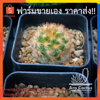 สวนขายเอง! แมมคาเมเน่ส้ม Mammillaria carmenae สีส้มไซส์กระถาง 2 นิ้ว แคคตัส แคนตัส กระบองเพชร ตะบองเพชร ต้นไม้ประดับ