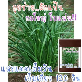 30 เมล็ด เมล็ดพันธุ์ กุยช่าย