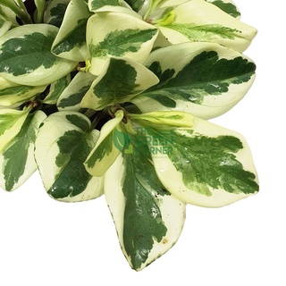 Peperomia obtusifolia Variegata Pot 110mm园艺/上衣/木瓜/帽子/种子/生菜/文胸/儿童/苹果/花园/ IT40