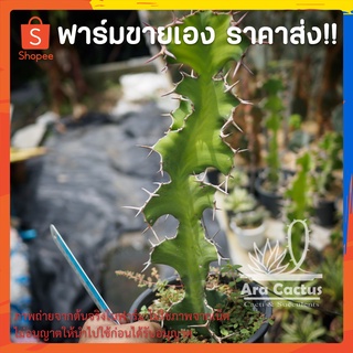 สวนขายเอง! ยูโฟเบียเขาวัว Euphorbia grandicornis ต้นใหญ่ ไซส์กระถาง 6 นิ้ว แคคตัส กระบองเพชร ต้นไม้ประดับ ไม้อวบน้ำ