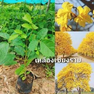 ภาพหน้าปกสินค้าเหลืองเชียงราย ไม้ดอกสวยเหลืองอร่าม ไม้ดอกมงคล ต้นกล้าขนาด20-30ซม. เเข็งเเรงพร้อมปลูก ที่เกี่ยวข้อง