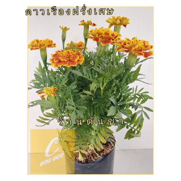 ดาวเรืองฝรั่งเศส-french-marigolds-ดอกสีสันสวยงาม