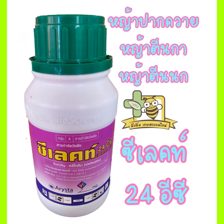 ซีเลคท์-24-อีซี-24-w-v-ec-ยาฆ่าหญ้าใบแคบ-กำจัดหญ้าปากควาย-ขนาด250-500cc-คลีโทดิม