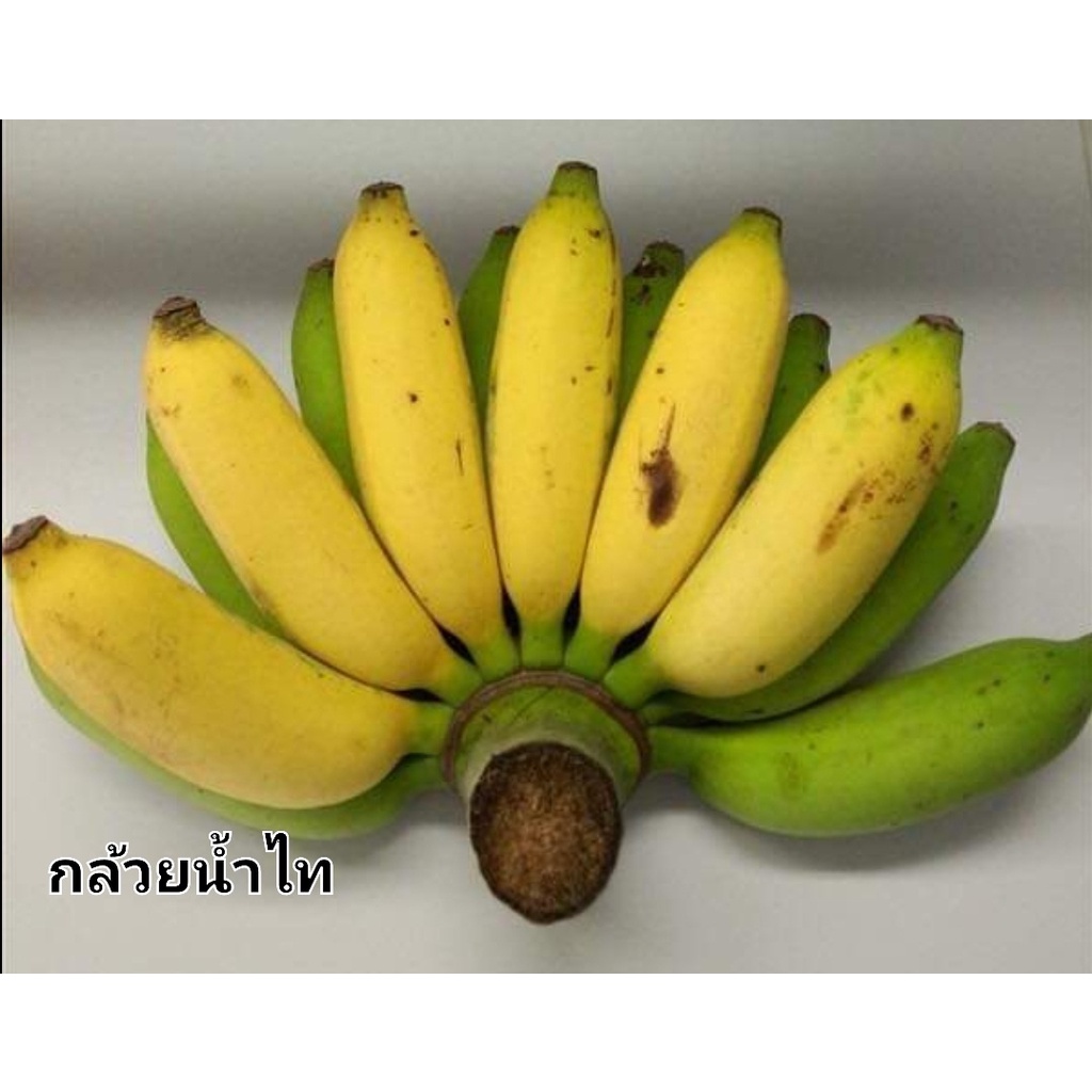 หน่อ-กล้วย-กล้วยน้ำไทย-อยู่ในวงศ์-musaceaeสายพันธุ์หนึ่งที่นอกจากเนื้อสุกจะมีรสชาติหวานหอมรับประทานอร่อย