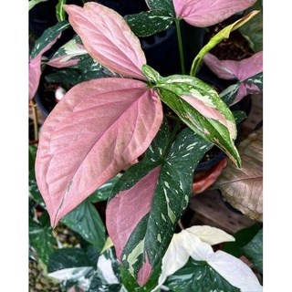 Syngonium Red Spot Tricolor (เงินไหลมาด่างสามสี) 🍀🍀🍀