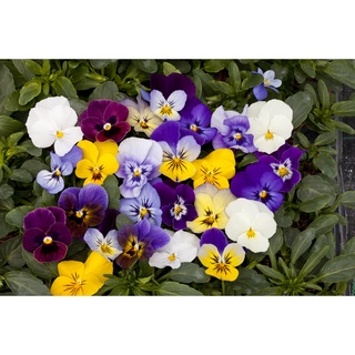 AGA SHOP เมล็ดดอกไม้ ไวโอล่า Viola Bel viso ดอกไม้กินได้ 100 เมล็ด