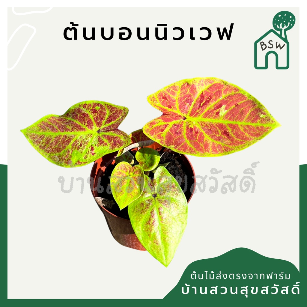 บอนนิวเวฟ-บอนบุษราคัม-มาในกระถางพร้อมตั้ง