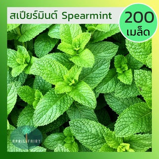 [200เมล็ด] เมล็ดพันธุ์ สเปียร์มินต์ Spearmint Seeds เมล็ดสเปียร์มินท์ เมล็ดมินต์ เมล็ดสเปียร์มินต์ เมล็ด SPEAR MINT