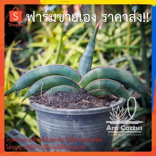 สวนขายเอง! ลิ้นมังกรโรริด้าต้นใหญ่ Sansevieria rorida ไซส์กระถาง 4 นิ้ว ต้นไม้ประดับ อวบน้ำ ไม้ฟอกอากาศ