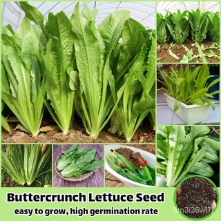 （เมล็ดพันธุ์ ถูก คละ）พร้อมส่งในไทย 300เมล็ด/ห่อ เมล็ดพันธุ์ ผักสลัด Buttercrunch Lettuce Vegetable Seeds for Plan LZKI
