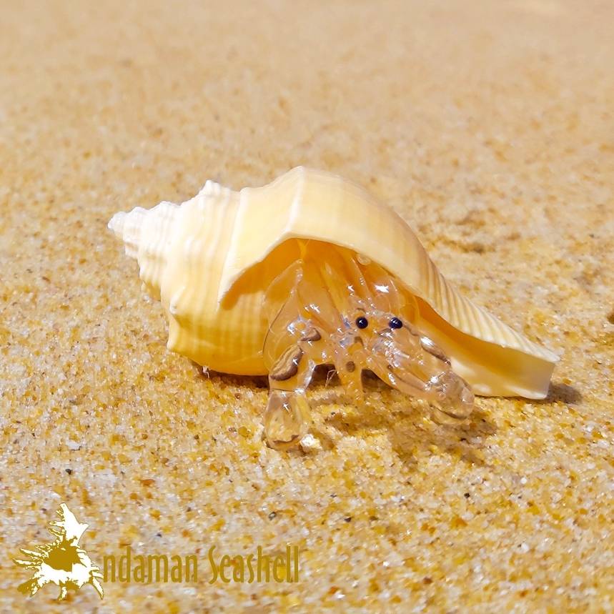 andaman-seashell-แก้วเป่าติดเปลือกหอย-รูปปูเสฉวน-ติดเปลือกหอย-84