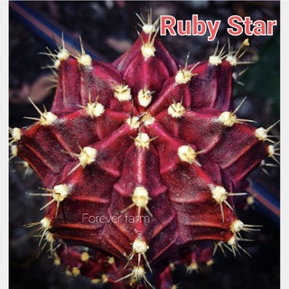 ไม้กราฟ RubyStar แคคตัส ยิมโนด่างสวยๆ cactus