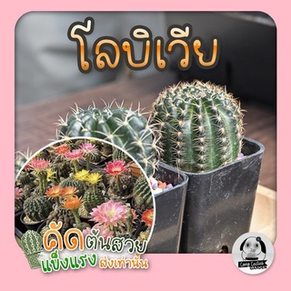 แคคตัส🌵ต้นโลบิเวียดอกทูโทน สวยๆ กราฟตอสามเหลี่ยม "Lobivia"- ต้นกระบองเพชร ราคาถูก