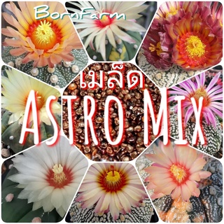 [Astro-Mix 10เมล็ด] เมล็ดแอสโตร Astrophytum Asterias Mix คละลาย มีด่างปน ลุ้นได้