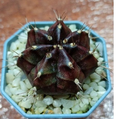 cake-cactus-farm-กระบองเพชร-gymnocalycium-mihanovichii-black-widow-ยิมโนแม่หม้ายดำ