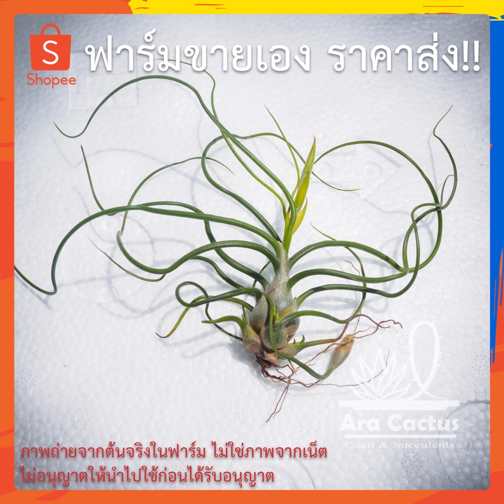 สวนขายเอง-พืชอากาศ-ทิลแลนเซีย-tillandsia-balbosa-ไม่ต้องใช้ดิน-ไม้อวบน้ำ-ไม่ประดับ-ไม้ฟอกอากาศ