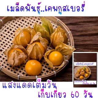 30 เมล็ด เมล็ดพันธุ์เคพกูสเบอร์รี่ (เมล็ดopสามารถขยายพันธุ์ต่อได้)