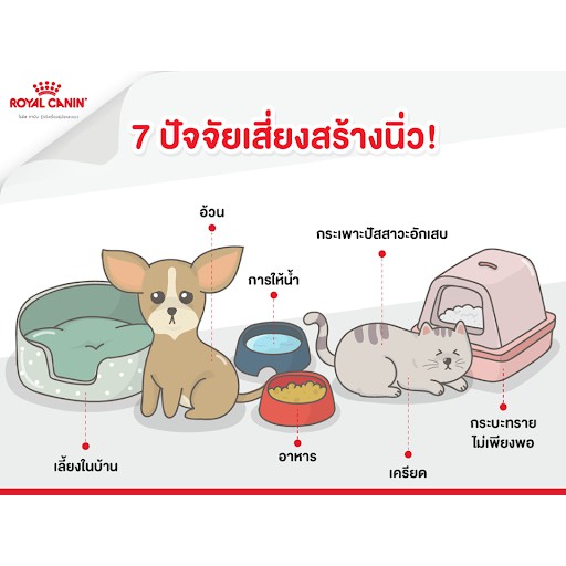 royal-canin-400g-โรคนิ่ว-กระเพาะปัสสาวะ-สตรูไวท์-ชนิดเม็ด-แมว