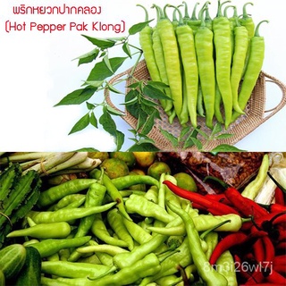 อินทรีย์ ต้น ดอก/เมล็ดพันธุ์ พริกหยวกปากคลอง (Hot Pepper Pak Klong) 45 เมล็ด ปลูกง่าย ปลูกได้ทั่วไทย HHSF