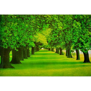 โปสเตอร์ รูปถ่าย ทางเดิน ต้นไม้ วิว ธรรมชาติ Landscapes Nature POSTER 24”x35” Inch Beautiful Tree Walkway