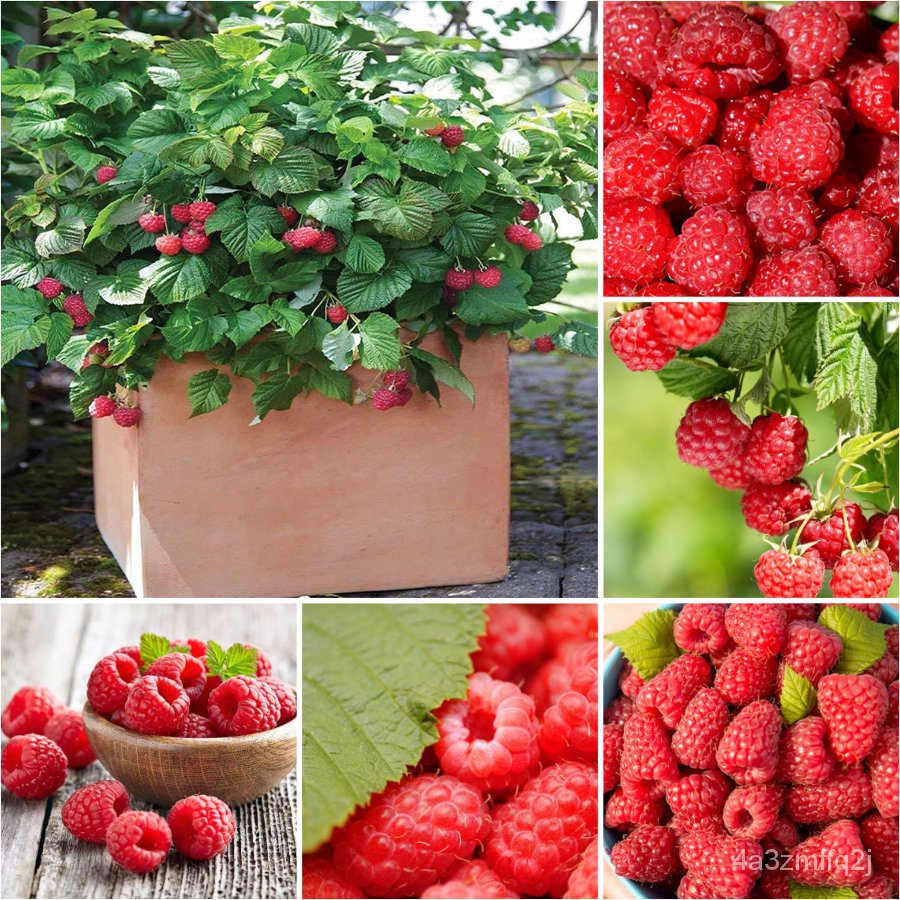 （การันตีอัตรางอก）ราสเบอร์รี่（Rare Black Red Raspberry Seeds）1000เมล็ด ...