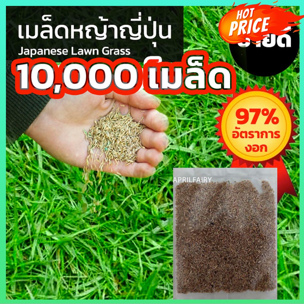 10000เมล็ด-เมล็ดหญ้าญี่ปุ่น-เมล็ดหญ้า-หญ้าญี่ปุ่น-japanese-lawn-grass-zoysia-japonica-หญ้าปูสนาม-สนามหญ้า