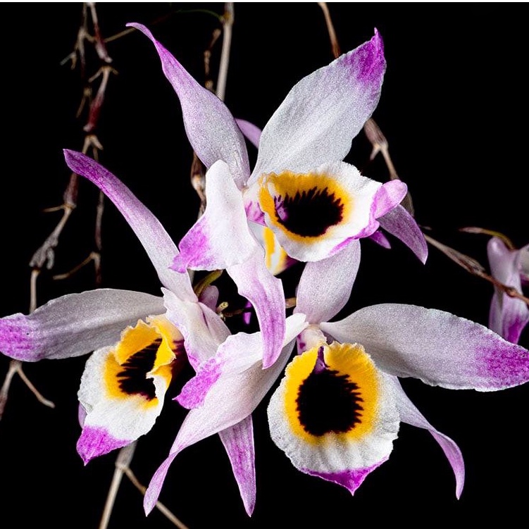 dendrobium falconeri กล้วยไม้ เอื้องสายวิสูตร เอื้องหญ้าแพด เอื้อง ...
