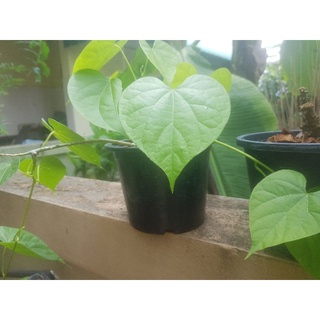 boraped plant tinospora crispa // petawali // one pot with plant herbal remedy plant