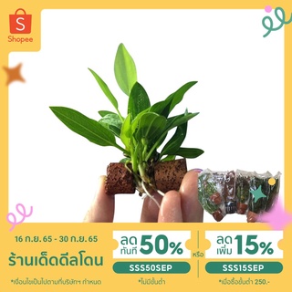 ภาพย่อรูปภาพสินค้าแรกของลด20% โค้ด MTRPDSEP9  อเมซอน เป็นต้นไม้น้ำสำหรับใส่ตู้ปลาใส่เเล้วดูน่ารัก(ปลากัด)