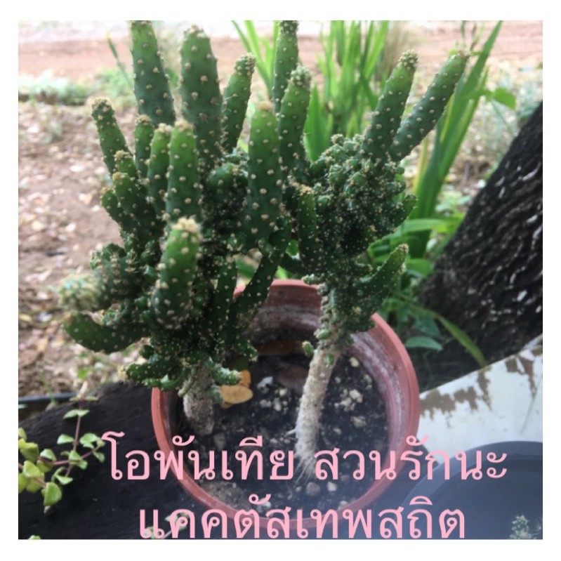 ต้นสามร้อยยอด-โอพันเทีย