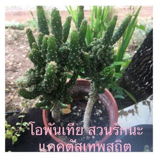 ต้นสามร้อยยอด โอพันเทีย