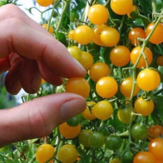 ภาพขนาดย่อของภาพหน้าปกสินค้าเมล็ดพันธุ์ มะเขือเทศ เคอเร้น เยลโล่ (Current Yellow Tomato Seed) บรรจุ 30 เมล็ด คุณภาพดี ราคาถูก 100% จากร้าน ppshopth บน Shopee ภาพที่ 3