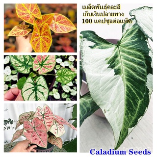 （เมล็ดพันธุ์ ถูก คละ）พร้อมส่ง !บอนสีแปลกๆ 100 เมล็ด Mixed Colors Caladium Seeds ต้นบอนสีแปลกๆๆ ต้นไม้มงคลสวยๆ ต้น JPOH