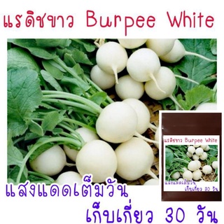 เมล็ดพันธุ์ แรดิชสีขาว Radish, Burpee White 30เมล็ด