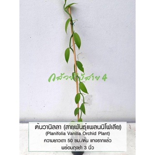ต้นวานิลลา สายพันธุ์แพลนนิโฟเลีย (Planifolia Vanilla Orchid Plant) พร้อมถุงดำ 3 นิ้ว ความสูง 50 ซม