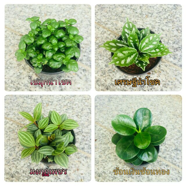 ddplants-ต้นไม้จิ๋ว-ต้นไม้มงคล-1เซต-12-ต้น-ราคาถูก