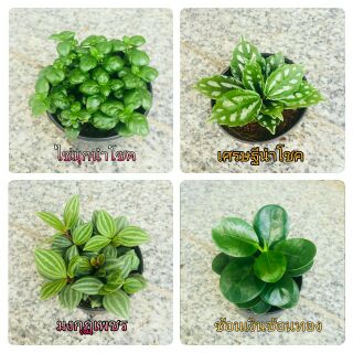 DDPLANTS ต้นไม้จิ๋ว ต้นไม้มงคล (1เซต 12 ต้น) ราคาถูก